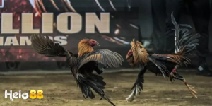 Giới thiệu về Đá Gà Helo88