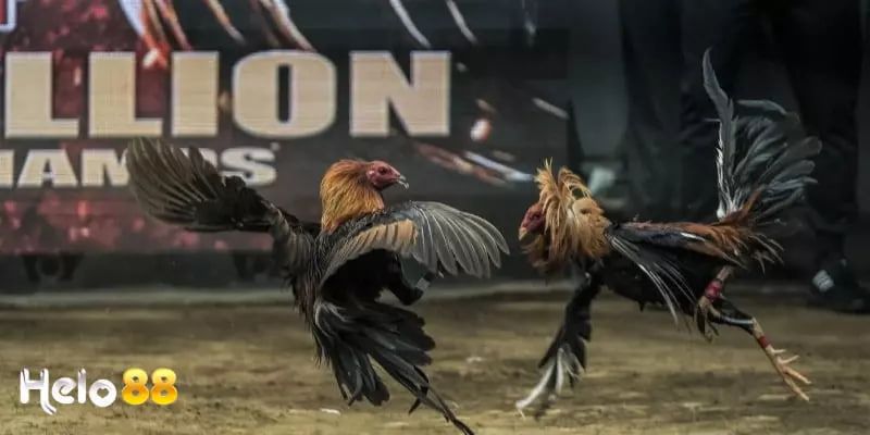 Giới thiệu về Đá Gà Helo88