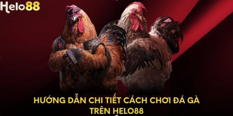 Hướng dẫn chi tiết cách chơi đá gà trên Helo88